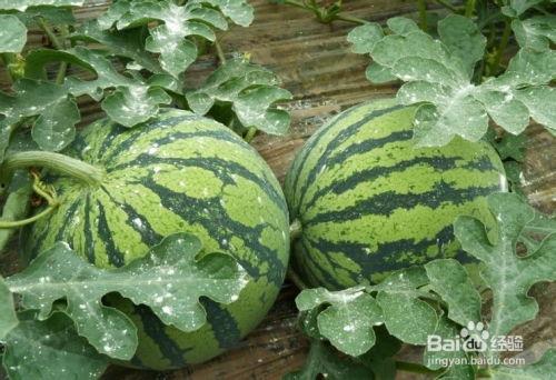 怎么挑选吃瓜,如何挑选新鲜美味吃瓜攻略 第3张 怎么挑选吃瓜,如何挑选新鲜美味吃瓜攻略 第3张